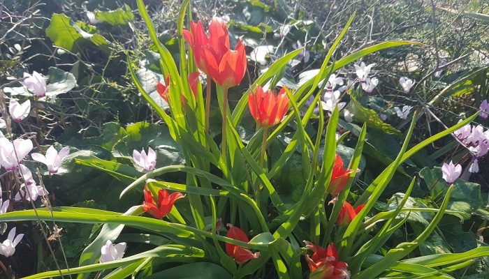 גבעת הפרחים בין מעגן מיכאל לפארק מעיין הצבי – רכס כורכר