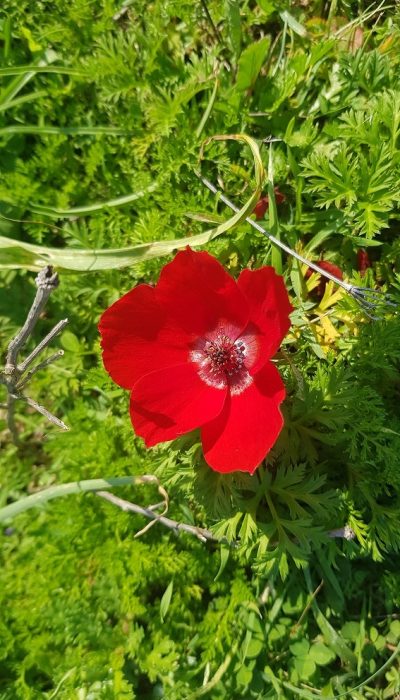 גבעת הפרחים בין מעגן מיכאל לפארק הדייג מעיין הצבי – רכס כורכר