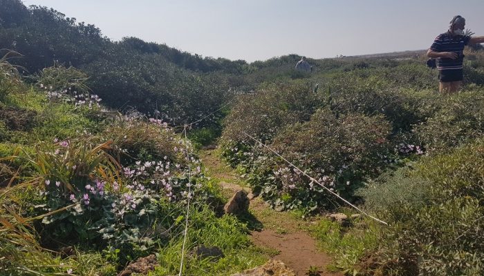 גבעת הפרחים בין מעגן מיכאל לפארק מעיין הצבי – רכס כורכר