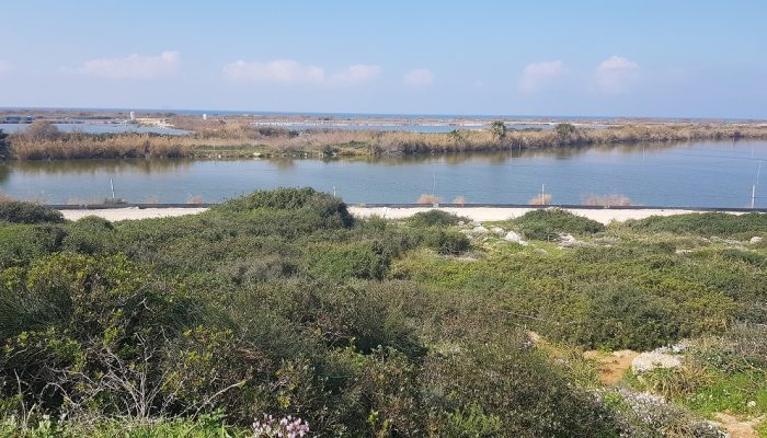 גבעת הפרחים בין מעגן מיכאל לפארק הדייג מעיין הצבי – רכס כורכר