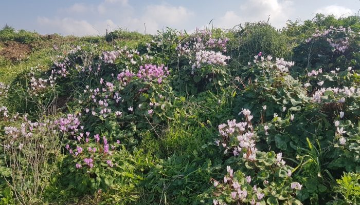 גבעת הפרחים בין מעגן מיכאל לפארק הדייג מעיין הצבי – רכס כורכר