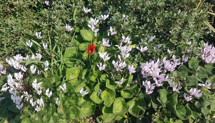 גבעת הפרחים בין מעגן מיכאל לפארק הדייג מעיין הצבי – רכס כורכר