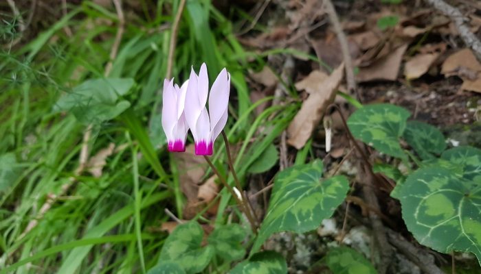 שביל אילן – אתר הנצחה לזכר אילן גבאי