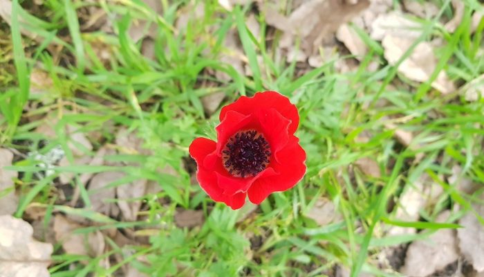 שביל אילן – אתר הנצחה לזכר אילן גבאי