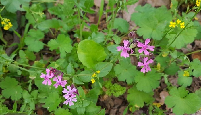 שביל אילן – אתר הנצחה לזכר אילן גבאי