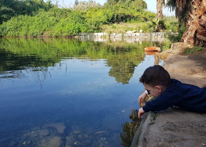 עין נון מגדל כנרת