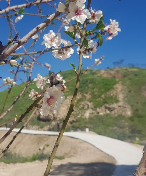 גן לאומי תל לכיש כסאות מלכי יהודה