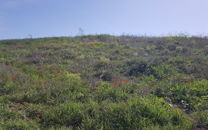 שמורת הטבע פורה וסובב מאגר פורה - טיול נוף ופריחה