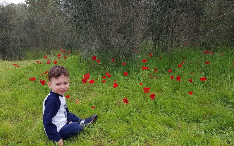 שמורת הטבע בתרונות רוחמה – העץ הבודד, הכלניות ומגדל התצפית