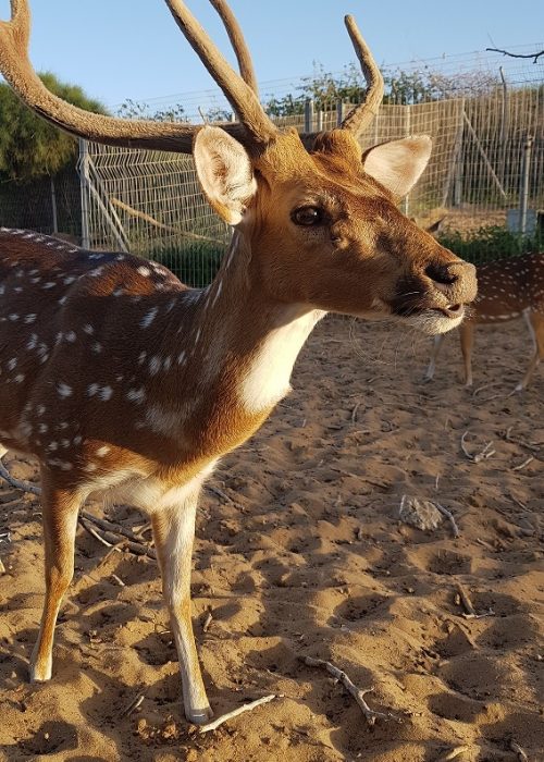 פארק נחל לכיש באשדוד – טבע, חיות ושעשועים והכל בחינם