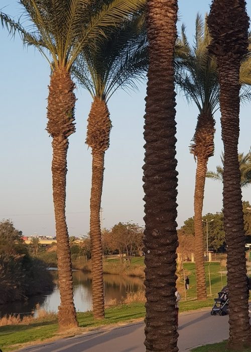 פארק נחל לכיש באשדוד – טבע, חיות ושעשועים והכל בחינם