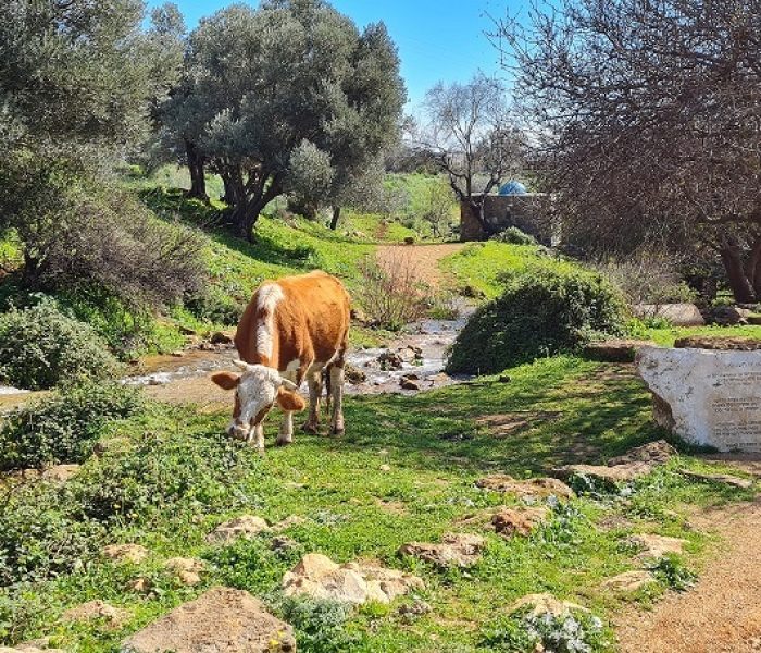 מפלי פרוד נחל צלמון עליון