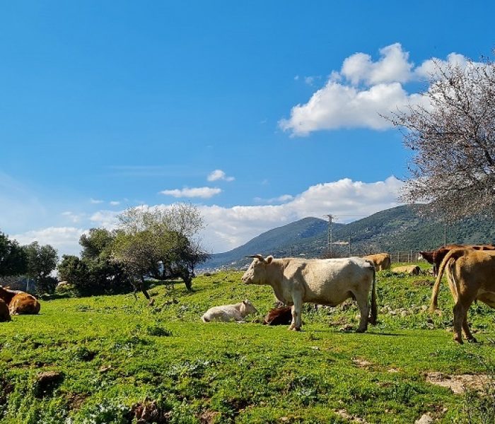 מפלי פרוד נחל צלמון עליון