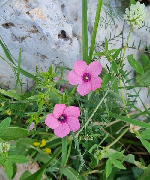 דרך נוף הגלבוע - כתף שאול וחוות הרוח