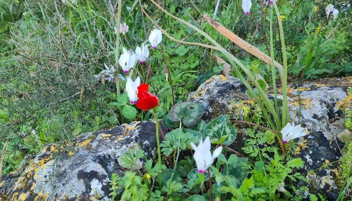 שמורת הטבע אלוני אבא – שביל אלוני אבא