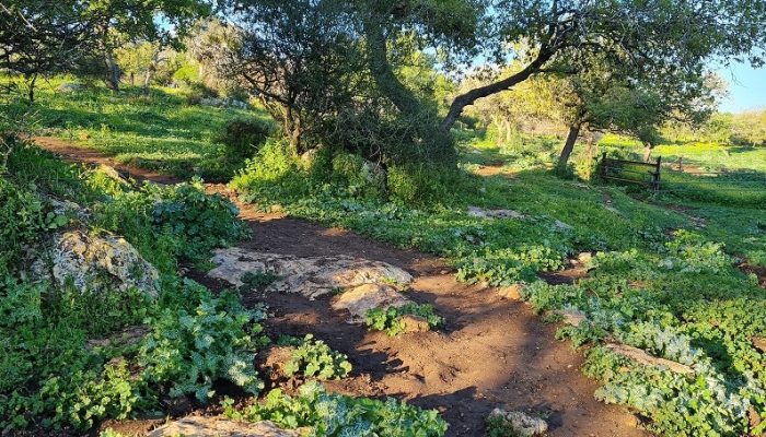 שמורת הטבע אלוני אבא – שביל אלוני אבא