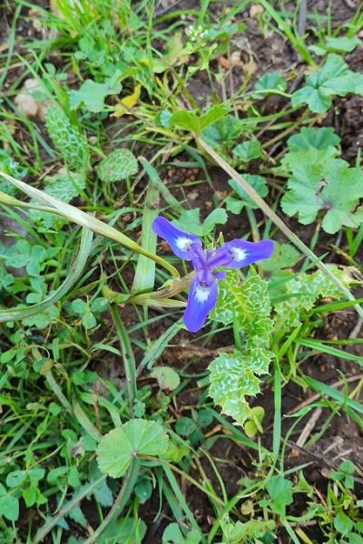 שמורת הטבע אלוני אבא – שביל אלוני אבא