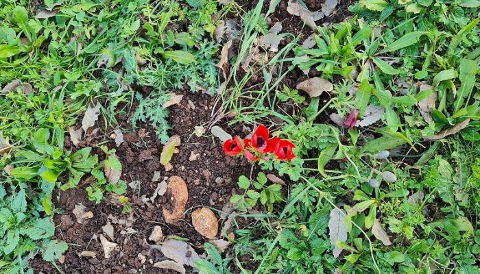 שמורת הטבע אלוני אבא – שביל אלוני אבא