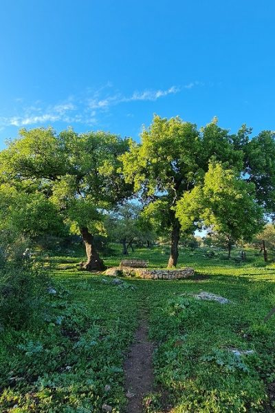 שמורת הטבע אלוני אבא – שביל אלוני אבא