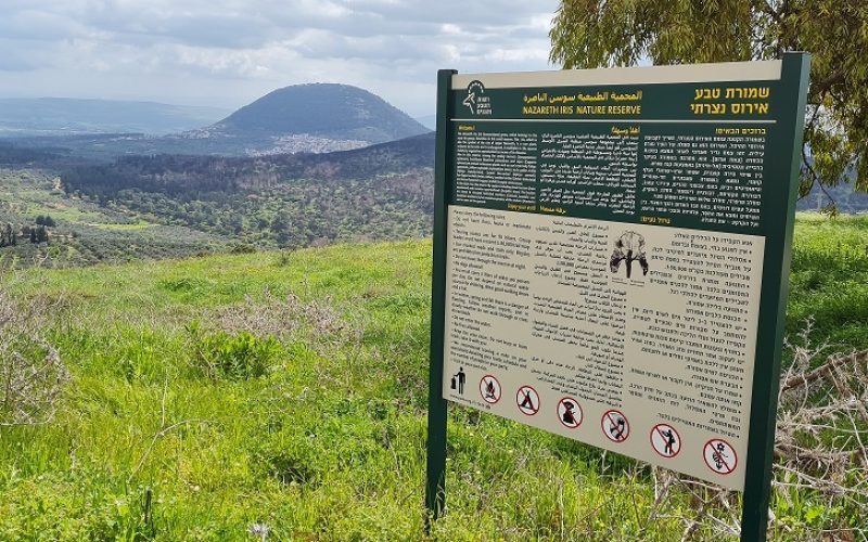 שמורת הטבע אירוס נצרתי – נצרת עלית נוף הגליל