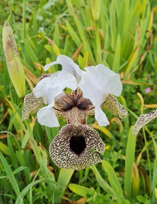 שמורת הטבע אירוס נצרתי – נצרת עלית נוף הגליל
