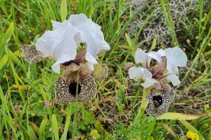 שמורת הטבע אירוס נצרתי – נצרת עלית נוף הגליל