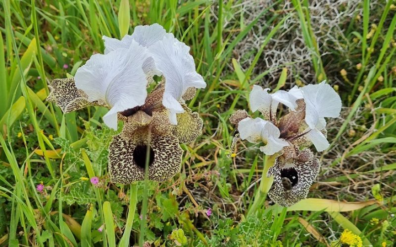 שמורת הטבע אירוס נצרתי – נצרת עלית נוף הגליל