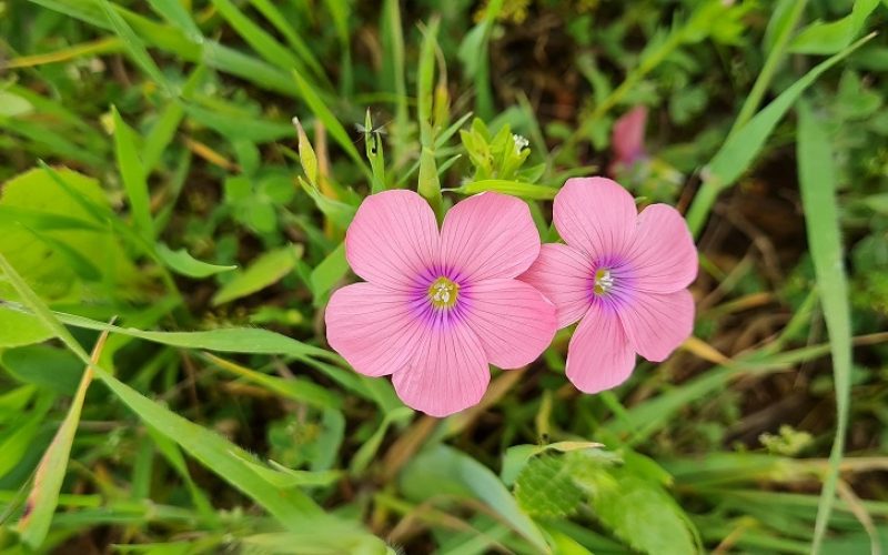 שמורת הטבע אירוס נצרתי – נצרת עלית נוף הגליל