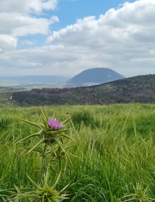שמורת הטבע אירוס נצרתי – נצרת עלית נוף הגליל