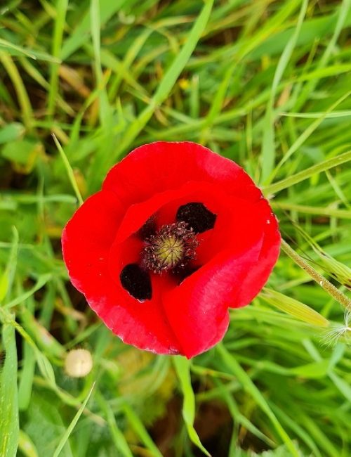 שמורת הטבע אירוס נצרתי – נצרת עלית נוף הגליל