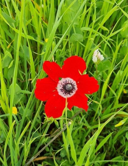 שמורת הטבע אירוס נצרתי – נצרת עלית נוף הגליל