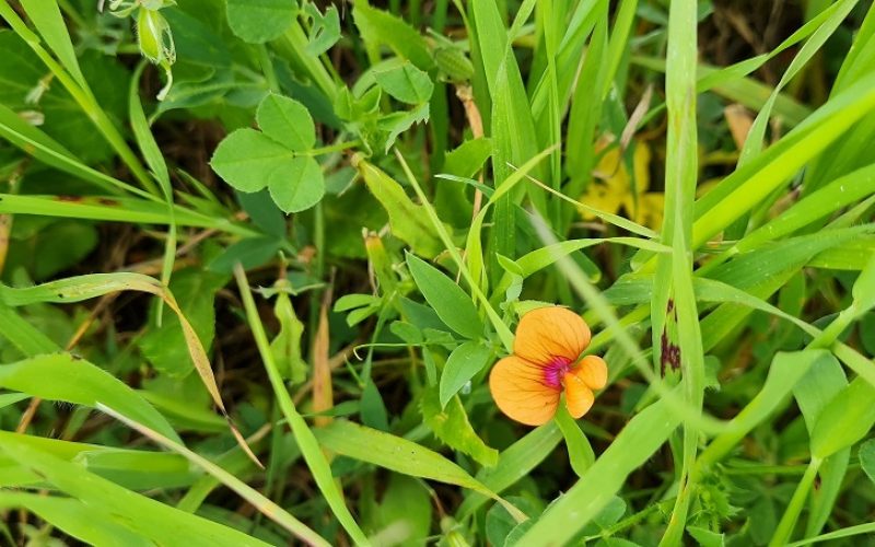 שמורת הטבע אירוס נצרתי – נצרת עלית נוף הגליל