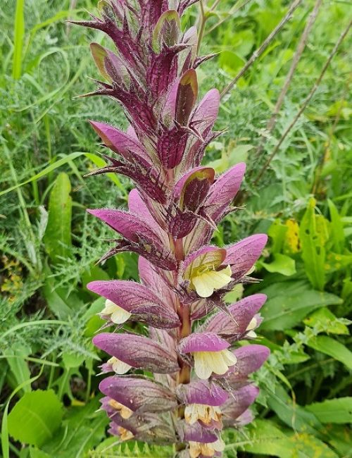 שמורת הטבע אירוס נצרתי – נצרת עלית נוף הגליל