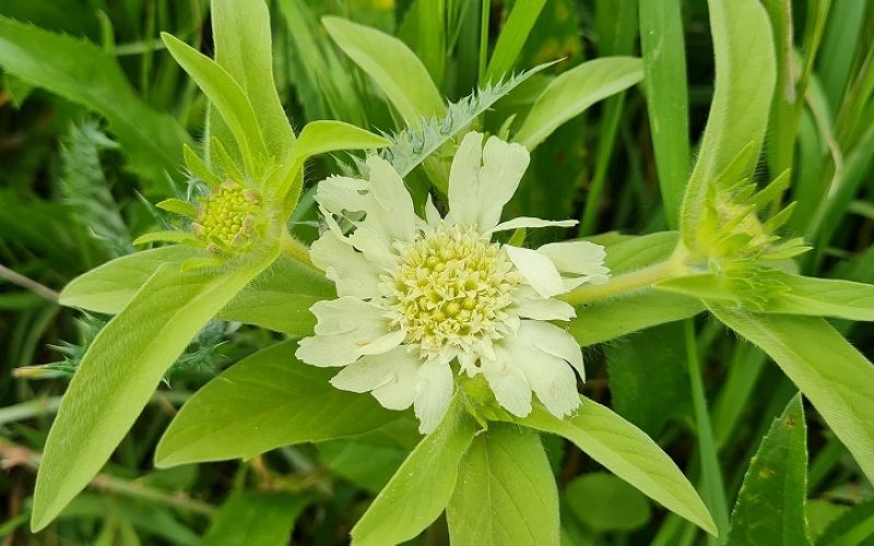 שמורת הטבע אירוס נצרתי – נצרת עלית נוף הגליל