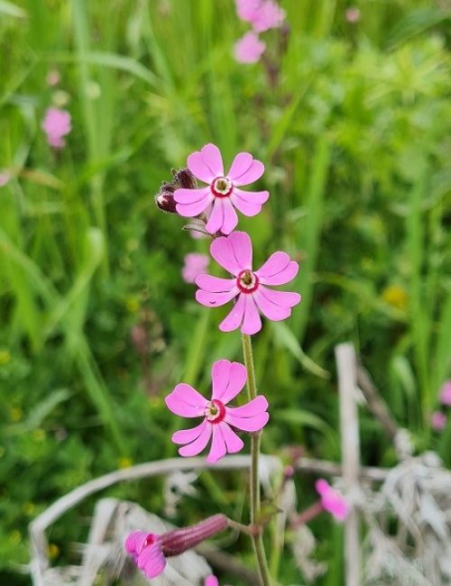 שמורת הטבע אירוס נצרתי – נצרת עלית נוף הגליל
