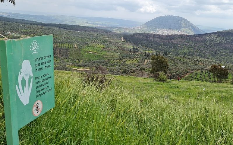 שמורת הטבע אירוס נצרתי – נצרת עלית נוף הגליל