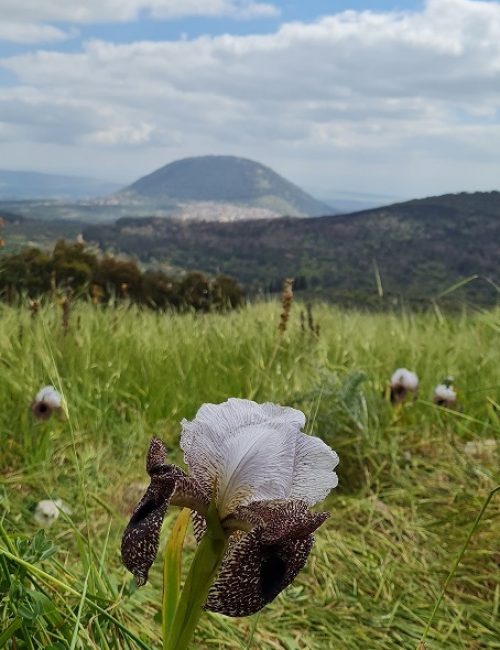 שמורת הטבע אירוס נצרתי – נצרת עלית נוף הגליל