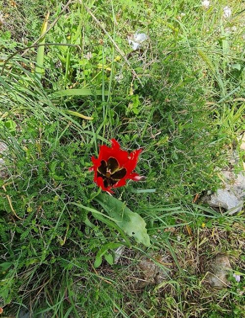 שמורת הטבע אירוס נצרתי – נצרת עלית נוף הגליל