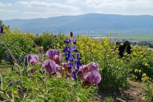 אירוס הגלבוע בית השיטה מצפה חרובים