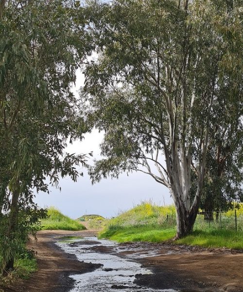 עין אורחה עין ג'וחדר התל וחאן ג'וחדר ברמת הגולן
