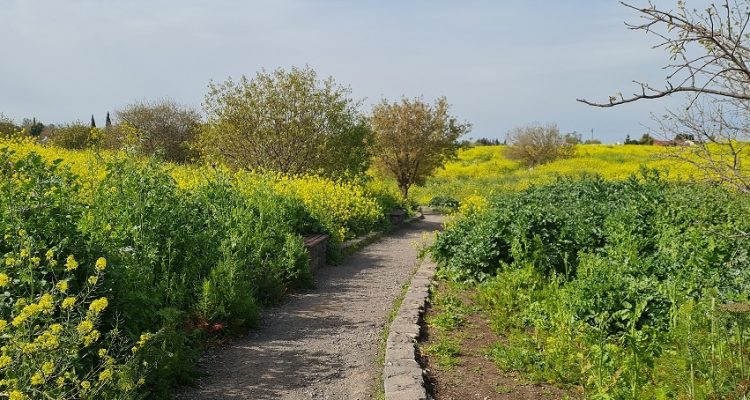כפר פיק עין פיק רמת הגולן