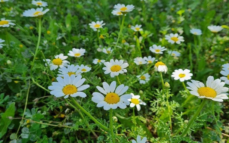 פארק המחצבה פארק הגליל בכרמיאל