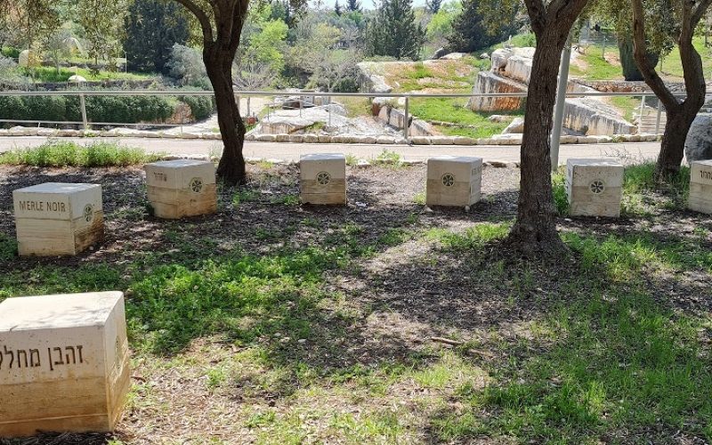 פארק המחצבה פארק הגליל בכרמיאל