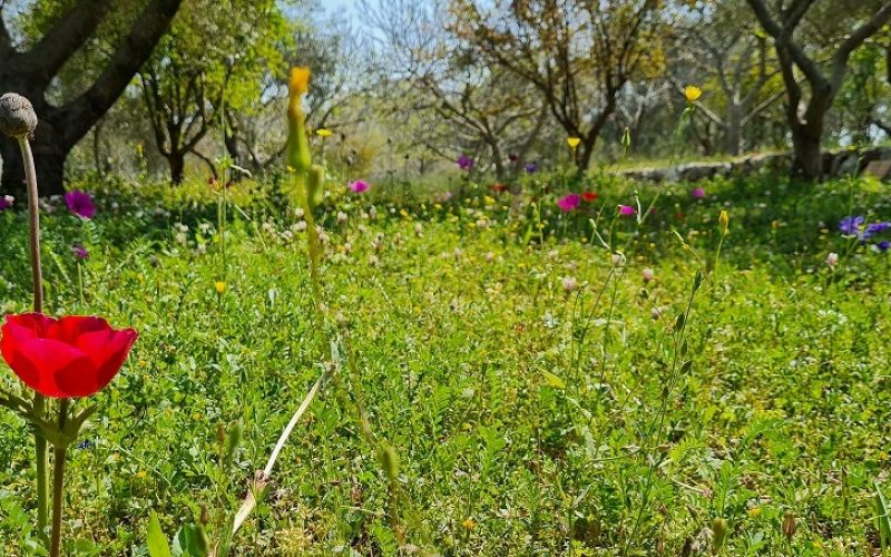 פארק המחצבה פארק הגליל בכרמיאל