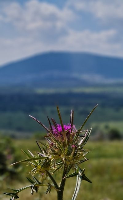 דרך נוף יער בית קשת מסלולים ותצפיות – נוף התבור