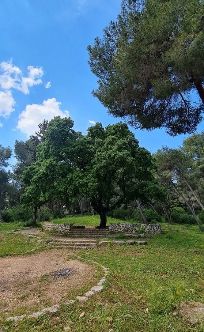 דרך נוף יער בית קשת מסלולים ותצפיות – נוף התבור