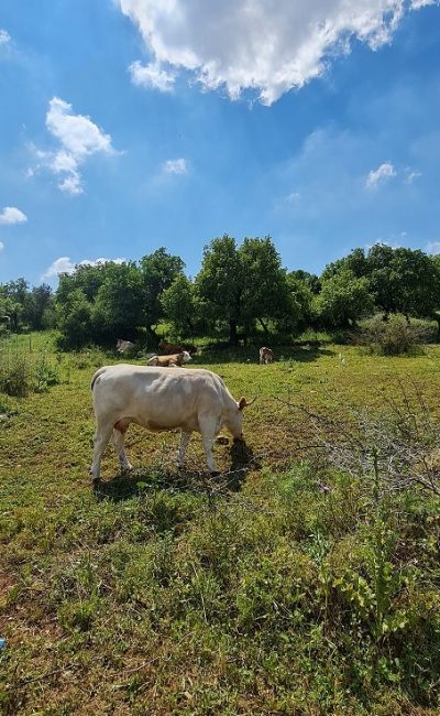 דרך נוף יער בית קשת מסלולים ותצפיות – נוף התבור