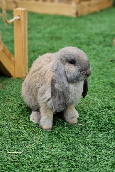 כפר הארנבונים חוות נגר – בית לחם הגלילית