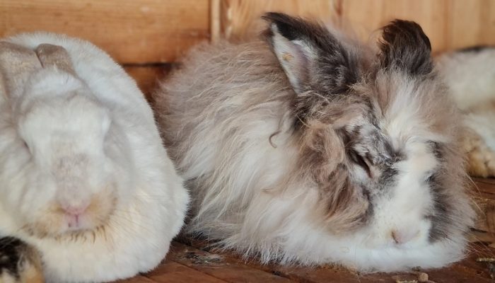 כפר הארנבונים חוות נגר – בית לחם הגלילית