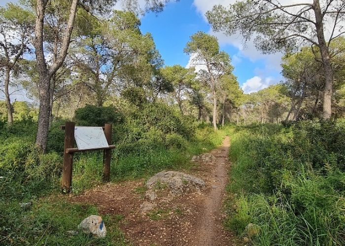 שביל הבריחה ביער עופר יער חוף הכרמל